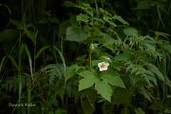 Anemone vitifolia